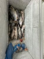 Grace Fish Butcher
