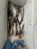 Grace Fish Butcher